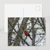 Carte Postale Cardinal (Devant / Derrière)