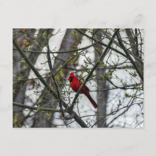Carte Postale Cardinal (Devant)