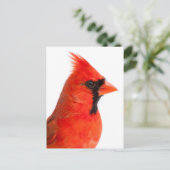 Carte Postale Cardinal (Debout devant)