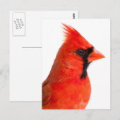 Carte Postale Cardinal (Devant / Derrière)