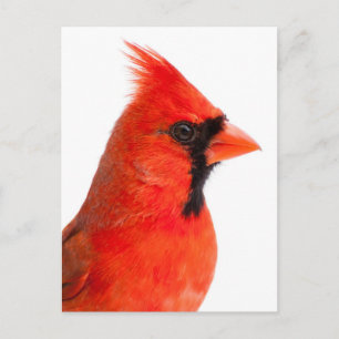 Carte Postale Cardinal