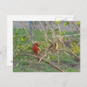 Carte Postale Cardinal (Devant / Derrière)