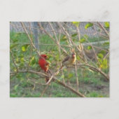 Carte Postale Cardinal (Devant)