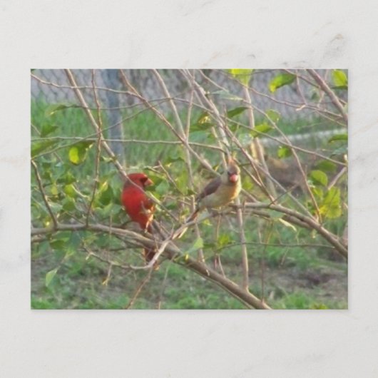 Carte Postale Cardinal (Devant)