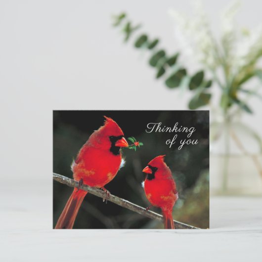 Carte Postale Cardinal (Debout devant)