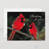 Carte Postale Cardinal (Devant / Derrière)