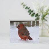 Carte Postale Cardinal (Debout devant)
