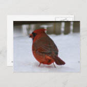 Carte Postale Cardinal (Devant / Derrière)