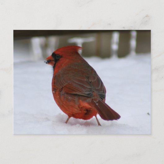 Carte Postale Cardinal (Devant)