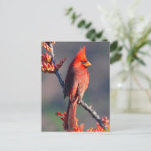 Carte Postale Cardinal (Debout devant)