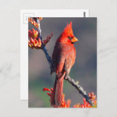 Carte Postale Cardinal (Devant / Derrière)