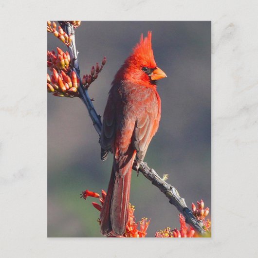 Carte Postale Cardinal (Devant)