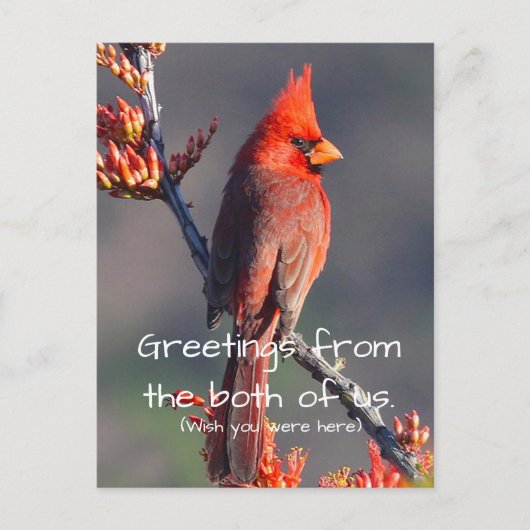 Carte Postale Cardinal (Devant)