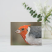 Carte Postale Cardinal à crête rouge (Debout devant)