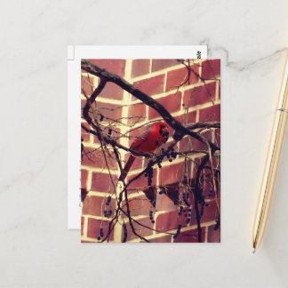 Carte Postale Cardinal à la bibliothèque du 43e