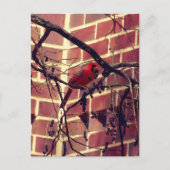 Carte Postale Cardinal à la bibliothèque du 43e (Devant)