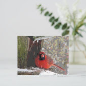 Carte Postale Cardinal à la source (Debout devant)