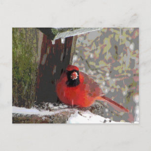 Carte Postale Cardinal à la source