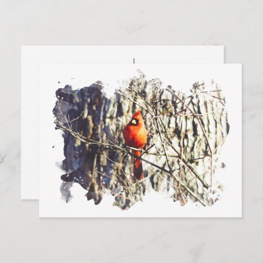 Carte Postale Cardinal aquarelle (Devant / Derrière)