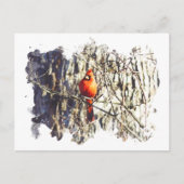 Carte Postale Cardinal aquarelle (Devant)