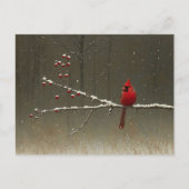 Carte Postale Cardinal Bird'hiver Berry Tree (Devant)