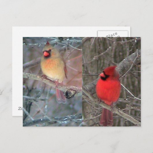 Carte postale Cardinal Couple (Devant / Derrière)