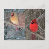 Carte postale Cardinal Couple (Devant)