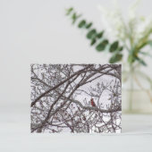 Carte Postale Cardinal dans un arbre (Debout devant)
