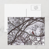 Carte Postale Cardinal dans un arbre (Devant / Derrière)