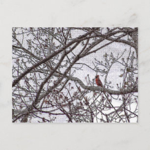 Carte Postale Cardinal dans un arbre