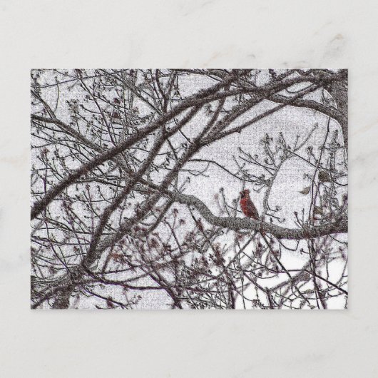 Carte Postale Cardinal dans un arbre (Devant)