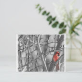 Carte Postale Cardinal dans un arbre (Debout devant)
