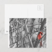 Carte Postale Cardinal dans un arbre (Devant / Derrière)