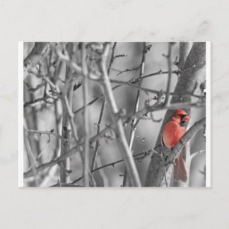 Carte Postale Cardinal dans un arbre