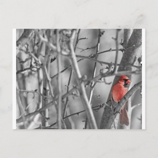 Carte Postale Cardinal dans un arbre (Devant)