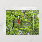 Carte Postale Cardinal dans un arbre à Criquet de miel (Devant / Derrière)
