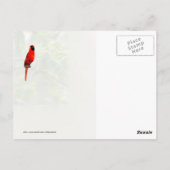 Carte Postale Cardinal dans un arbre à Criquet de miel (Dos)
