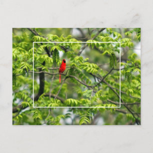 Carte Postale Cardinal dans un arbre à Criquet de miel