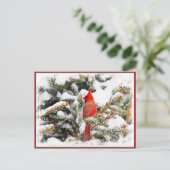 Carte Postale Cardinal dans un pin (Debout devant)