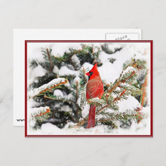Carte Postale Cardinal dans un pin (Devant / Derrière)