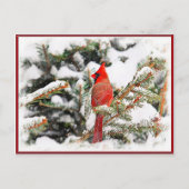 Carte Postale Cardinal dans un pin (Devant)