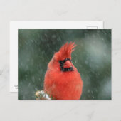 Carte Postale Cardinal dans un pin pendant une tempête de neige (Devant / Derrière)