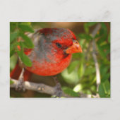 Carte Postale Cardinal de désert (Devant)