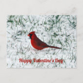 Carte Postale Cardinal de la Saint-Valentin (Devant)