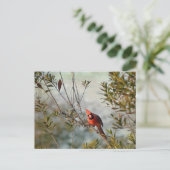 Carte Postale Cardinal de Wax Myrtle (Debout devant)