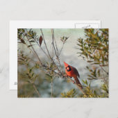 Carte Postale Cardinal de Wax Myrtle (Devant / Derrière)