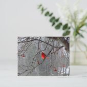 Carte Postale Cardinal d'hiver (Debout devant)