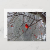 Carte Postale Cardinal d'hiver (Devant / Derrière)