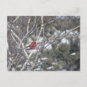 Carte Postale Cardinal d'hiver (Devant)