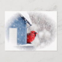 Cardinal du Jour de la Neige - Oiseau